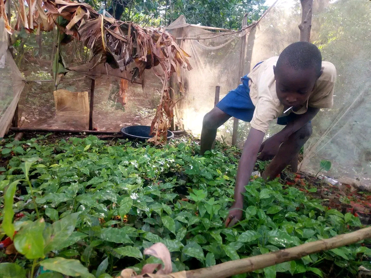 Bugisu organization for community development